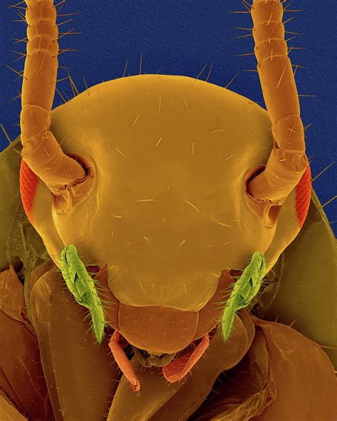 cockroach face under microscope|Hidden world of microscopic life revealed in .